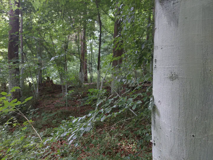 Das Bild zeigt einige Bäume im Wald. Die Baumstämme wurde mit weißer Baumschutzfarbe angemalt